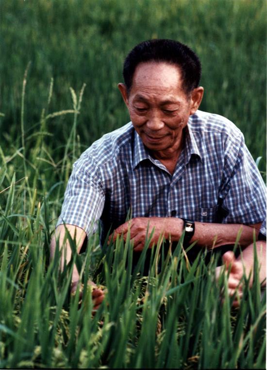 袁隆平在研究超级水稻。2004年3月29日，世界粮食基金会授予袁隆平2004年度世界粮食奖。